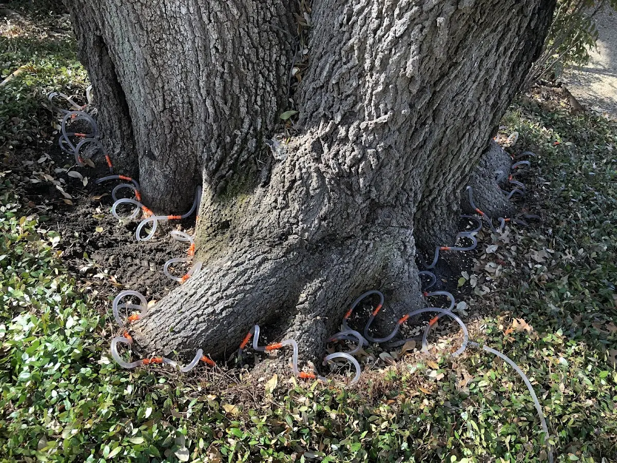 Detailed Tree Cabling and Bracing job site in Wilson