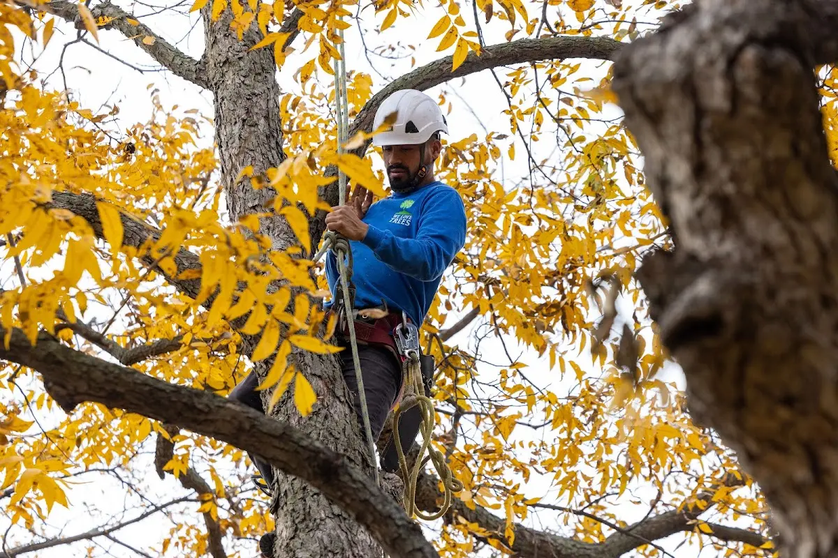 Skilled Tree Transplanting crew working in Wilson
